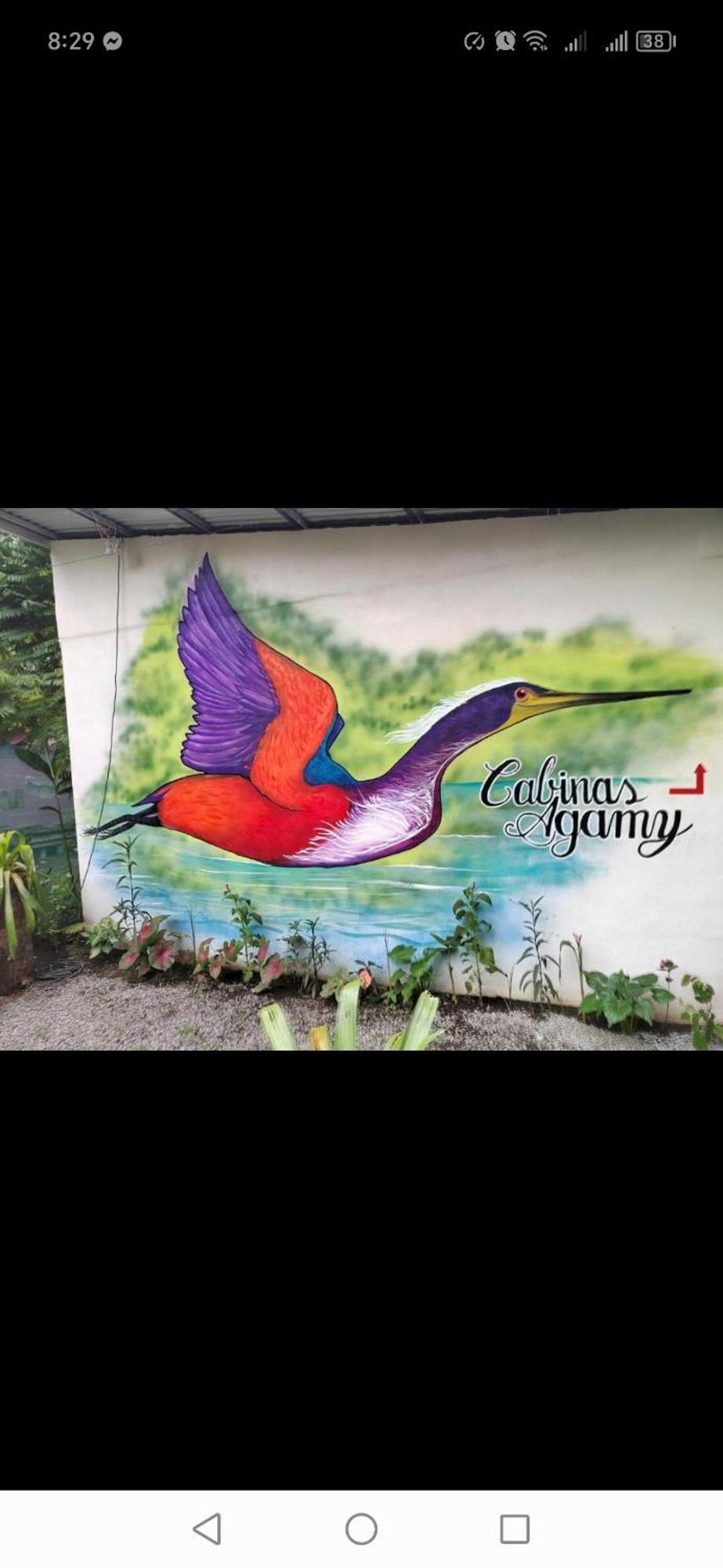 Cabinas Agamy 托尔图格罗 外观 照片